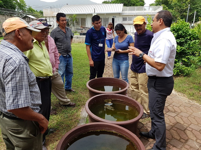 FORTALECIMIENTO DE COOPERATIVAS ACUÍCOLAS CON SIEMBRA DE ALEVINES DE TILAPIA GRIS, EN EL MARCO DE LA SEGURIDAD ALIMENTARIA Y EL DESARROLLO LOCAL DE LAS COMUNIDADES