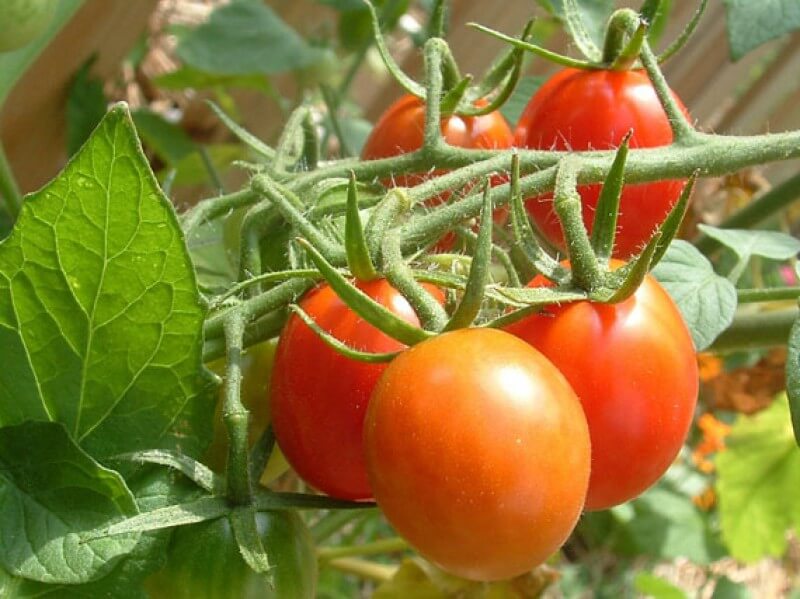 PROYECTO SOCIAL: “FORTALECIMIENTO EN LA EDUCACIÓN AMBIENTAL Y NUTRICIONAL DE LAS FAMILIAS DE ESTUDIANTES DEL MEGATEC ZACATECOLUCA, A TRAVÉS DEL DESARROLLO DE HUERTOS CASEROS EN BENEFICIO DE SU COMUNIDAD. EN COORDINACIÓN CON ASOCIACIÓN LOS NONUALCOS, ALN”.